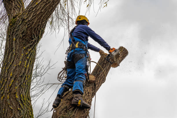 Professional Tree Services in Visalia, CA